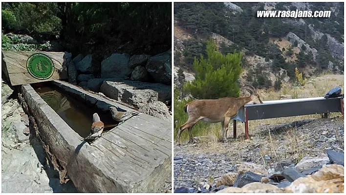 Tarım Ve Orman Bakanlığı Yaban Hayvanlarına Can Suyu Oluyor