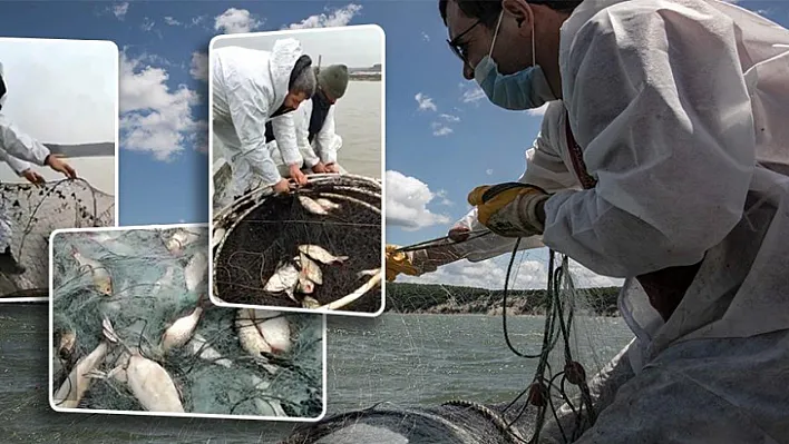 Terkos Gölü'nde, Yasadışı Balıkçılık Denetiminde, 2 Ton Balık Yakalandı