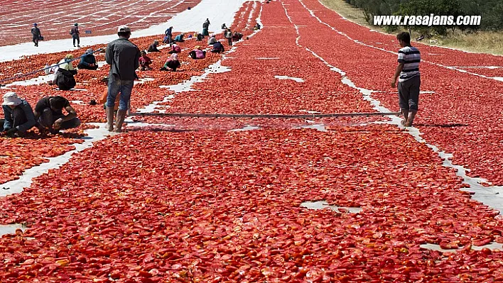 Türk Kuru Domatesi Dünya Sofralarını Lezzetlendiriyor