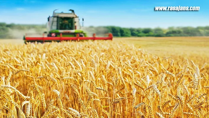 Türkiye Buğday Hasatında  Verim Artışı Bekleniyor