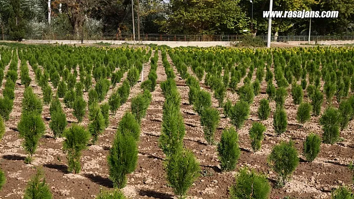 Türkiye'nin Fidanları Komşuları Yeşillendiriyor