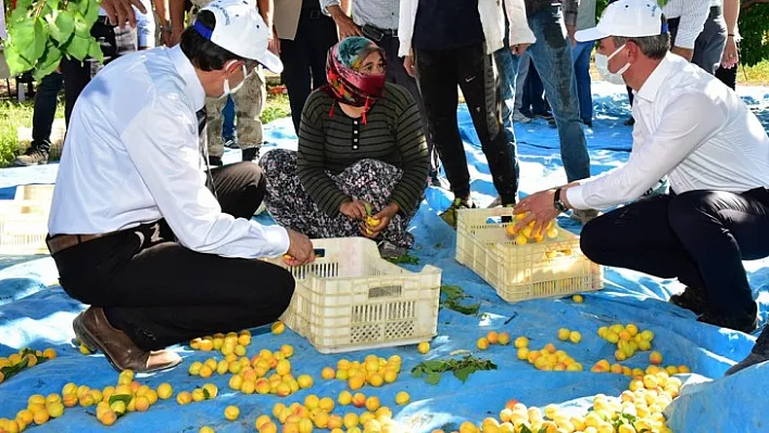 Vali Baruş, Kayısı Hasadına Katıldı ve Kayısı Topladı