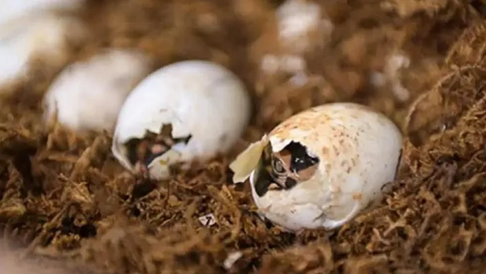 Yapay olarak geliştirilen bin Çin timsahı yumurtadan çıktı