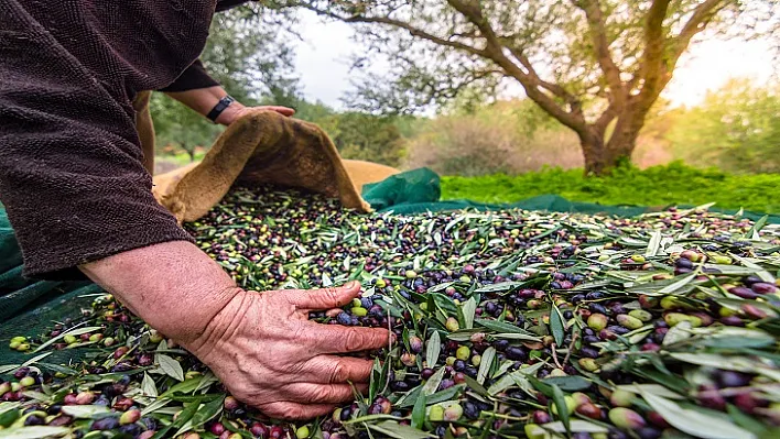 Zeytin ve zeytinyağı ihracatı 2021'in ilk yarısında 136 milyon dolara ulaştı