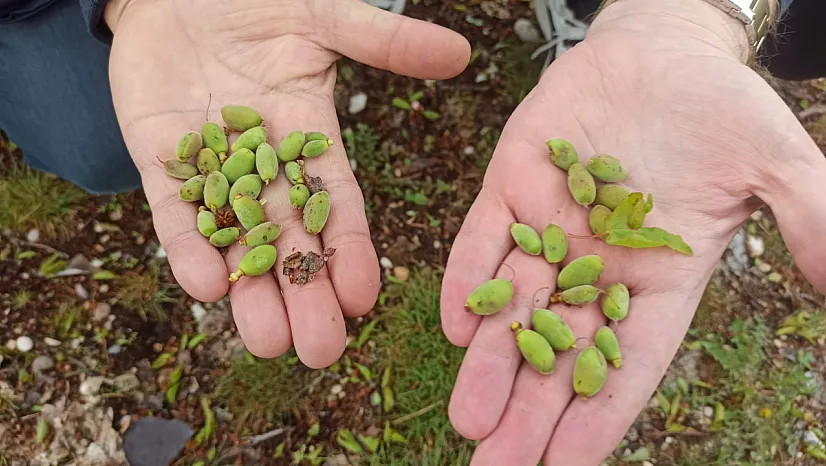 Malatya'nın Lokomotifi Kayısı Doluya Yenik Düştü