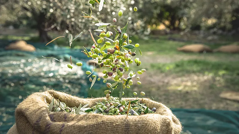 Bin Yıllık Zeytin Mirası Objektiflerde Hayat Buluyor