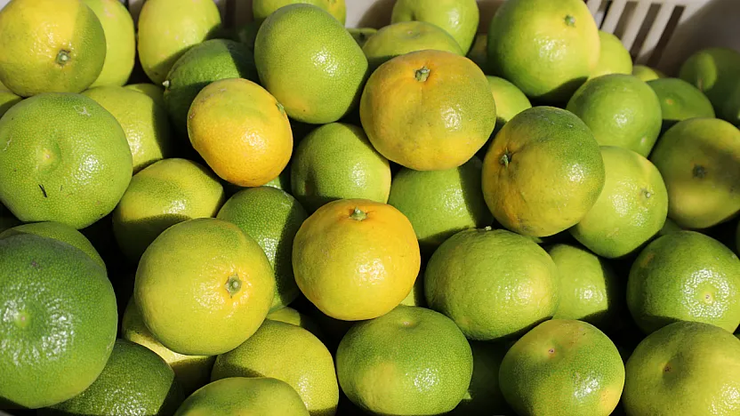 Mandalina ihracatı 615 milyon dolarla rekor kırdı