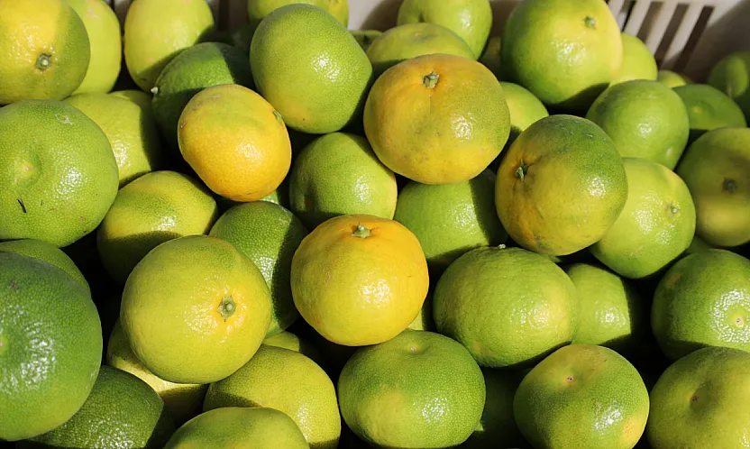 Mandalina ihracatı 615 milyon dolarla rekor kırdı